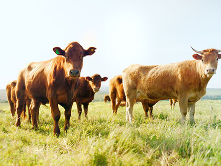 New benchmark for green animal husbandry: Hongmu Machinery supports the 